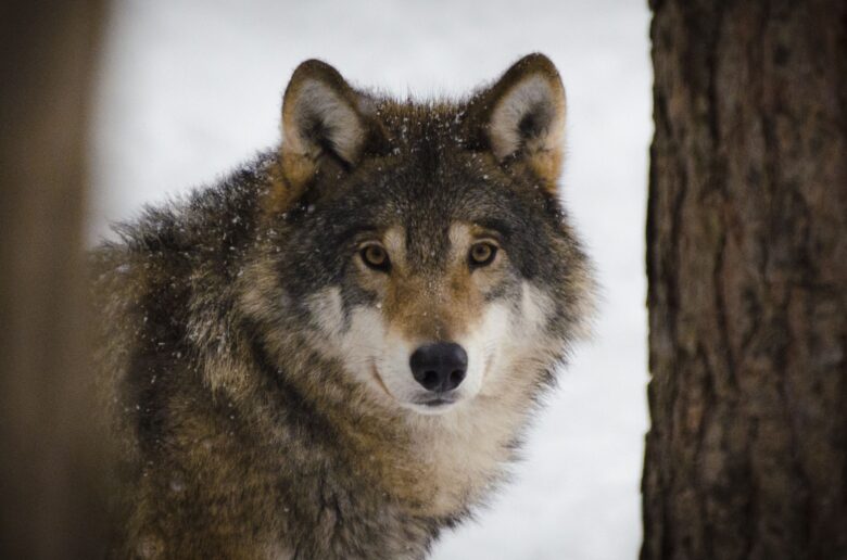 Wilk wolf Wilk (Foto. Canva Pro)