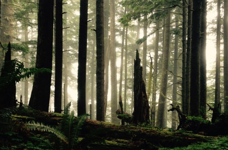 Puszcza (Foto. Canva Pro)