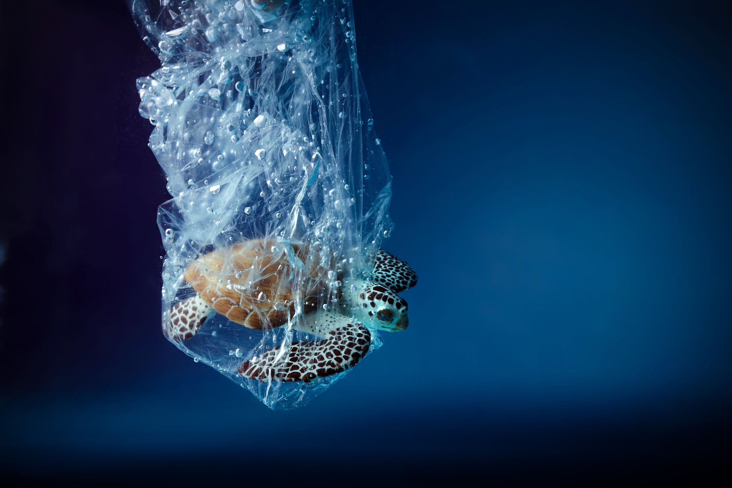 Żółw pływający w plastiku (Foto. Canva Pro)
